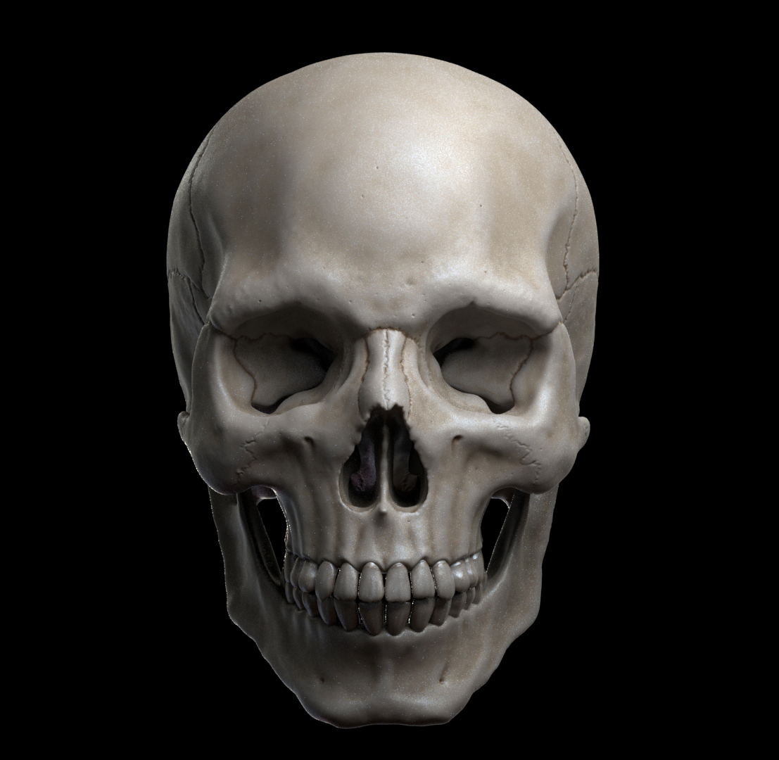 Skull_Render_Front.jpg