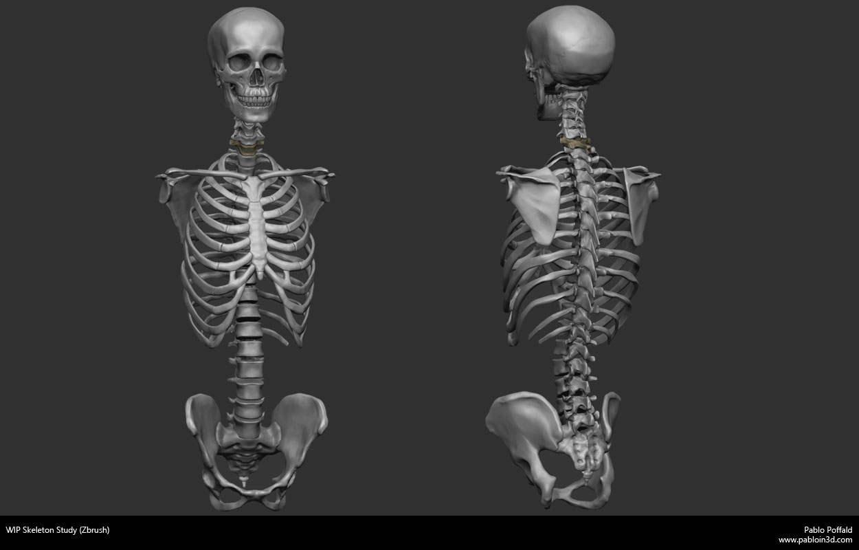 skeletonStudy.jpg