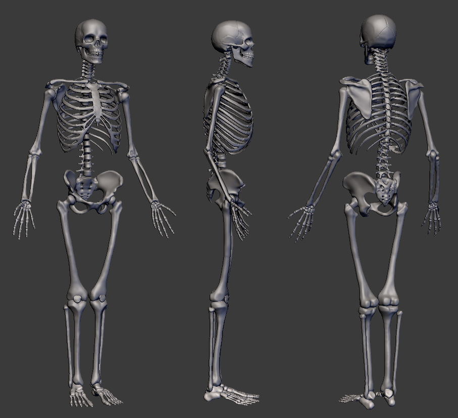 skeleton-3d.jpg