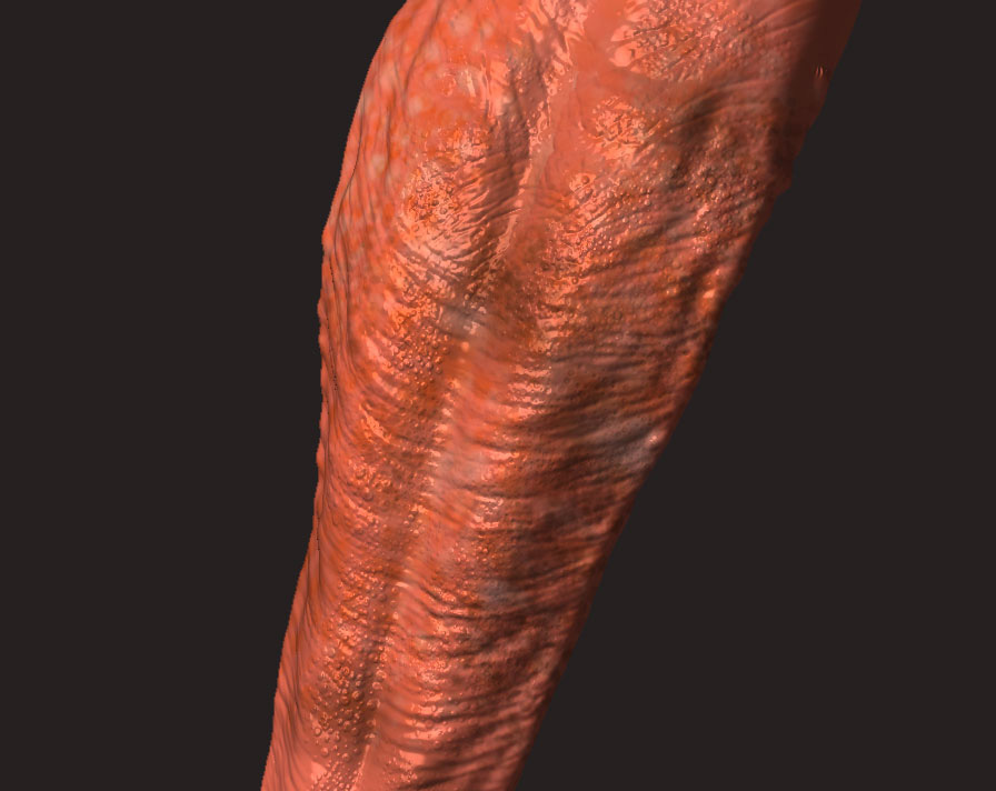 GORGOSAURUS_62