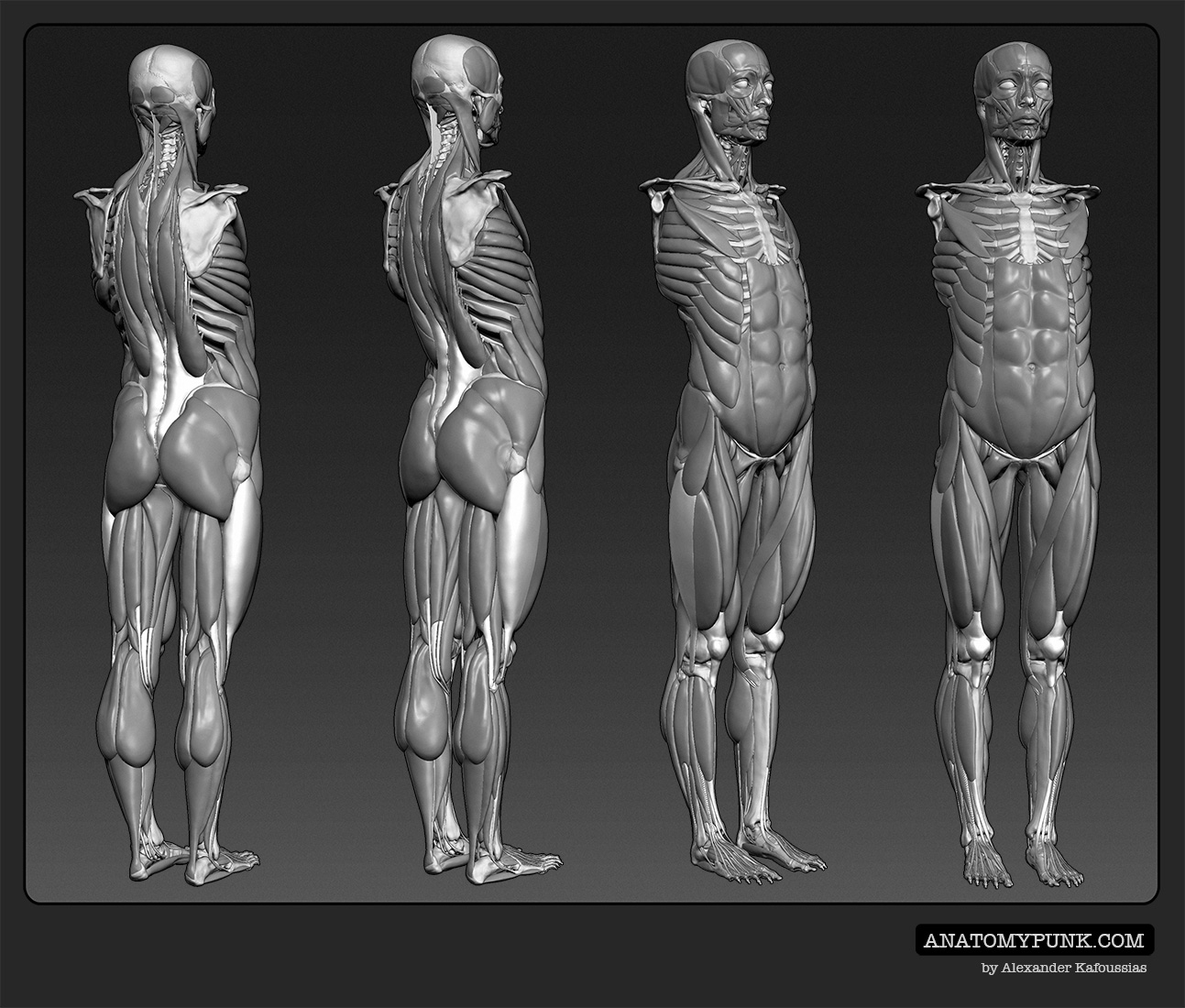 Muscles1_anatomypunk.jpeg