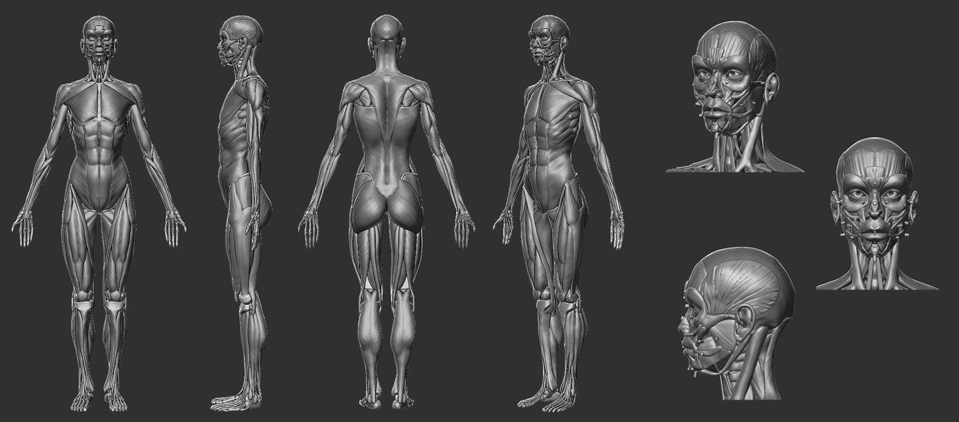 female_muscleAnatomy_daniel.jpg