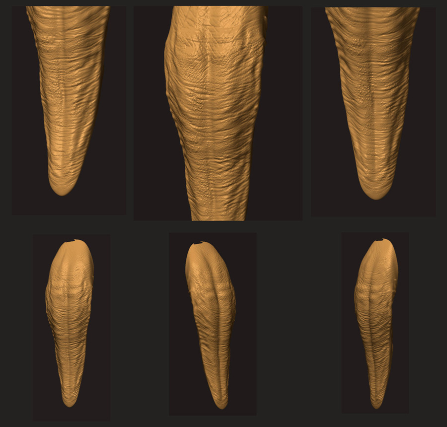 GORGOSAURUS_61