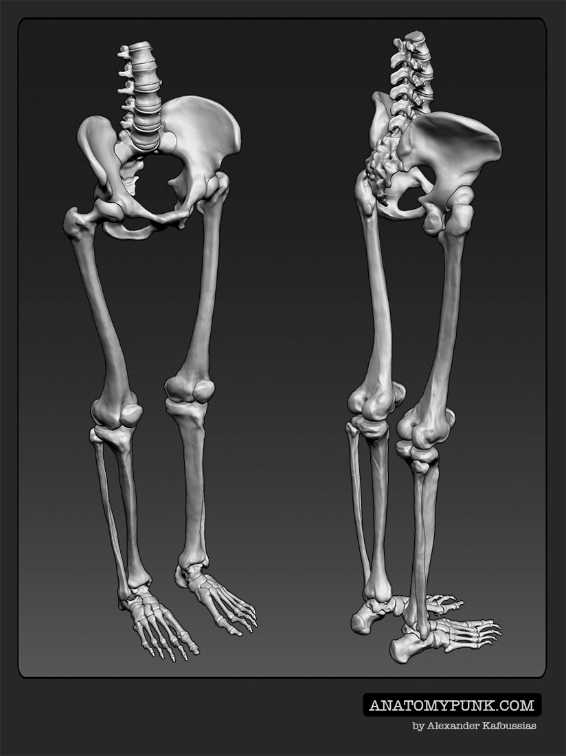 Skeleton6_anatomypunk.jpeg