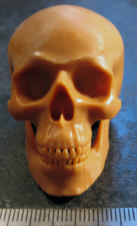 Skull front.jpg