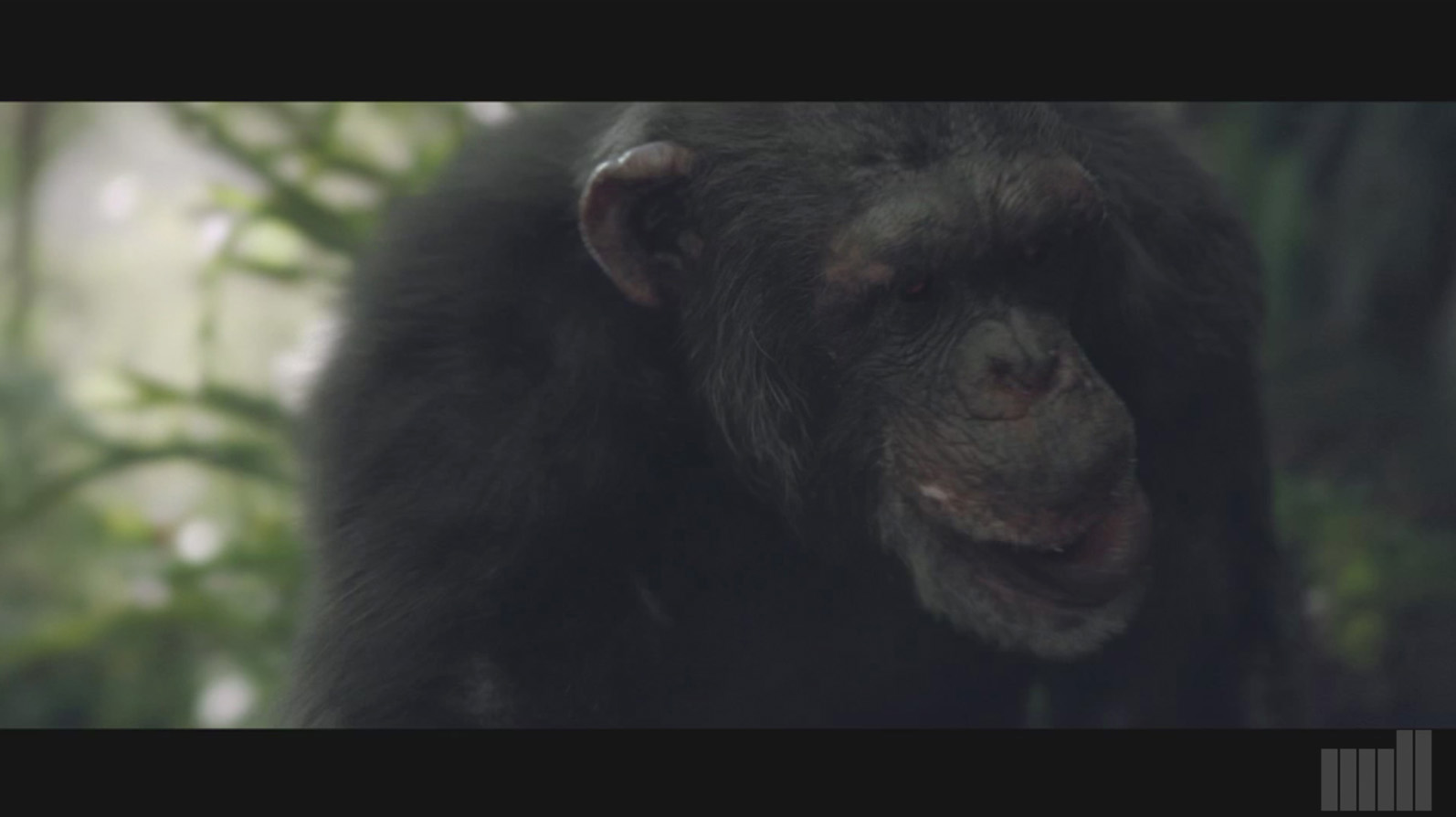 chimp2_1.jpg