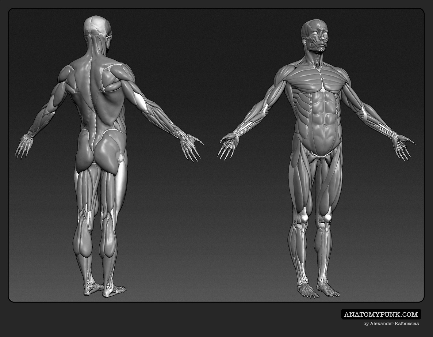 Muscles5_anatomypunk.jpeg