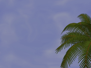 Sky with Palm.jpg