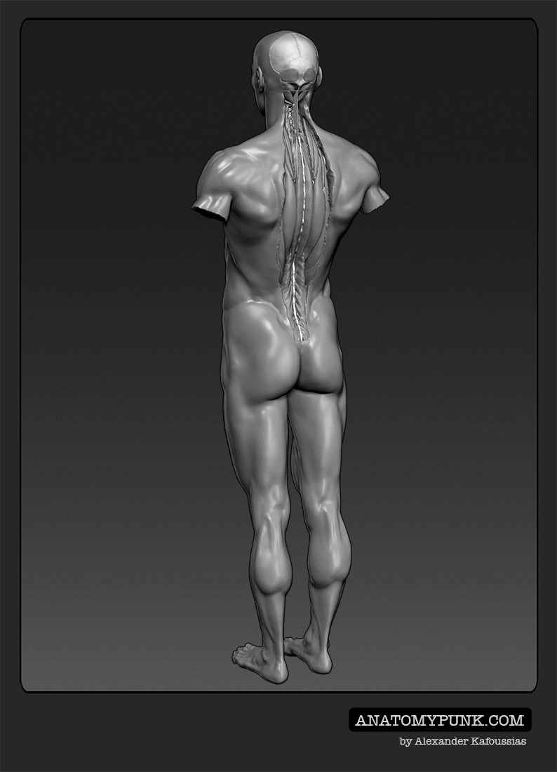 Muscles14_anatomypunk.jpeg