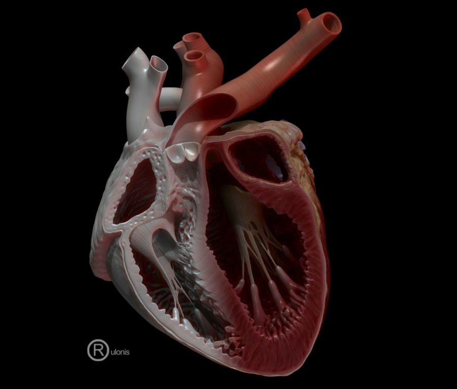 heart cross section.jpg