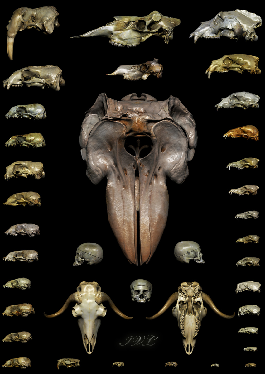 Arctic Mammal Skulls.jpg