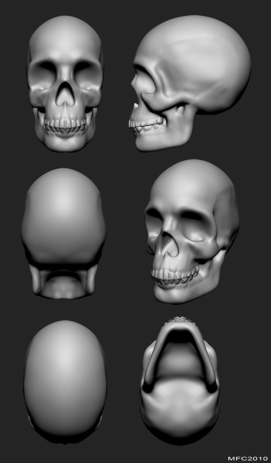 Skull_Study_by_floydshayvious.jpg