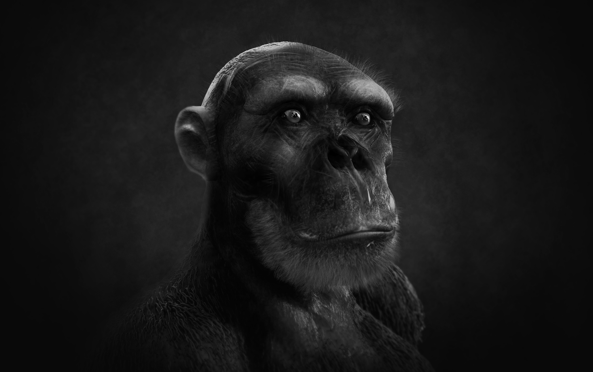 chimpanzee-2.jpg