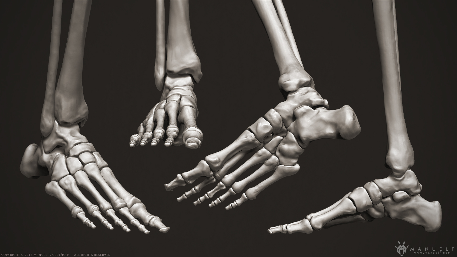 manuelf3d_Human_Skeleton_3D_Feet.jpg