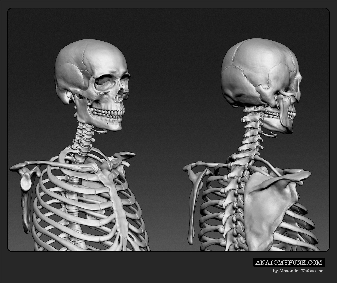 Skeleton4_anatomypunk.jpeg