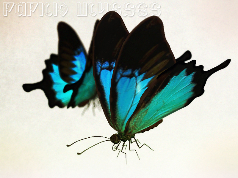 butterflypresentation.jpg