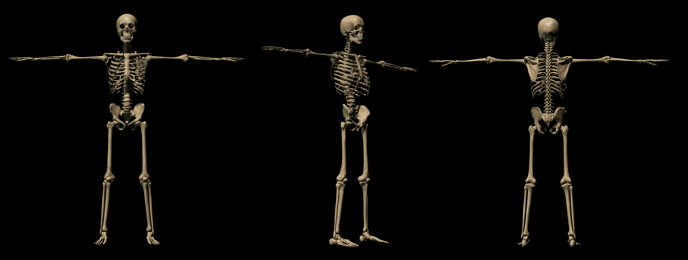 Skelett_finish.jpg