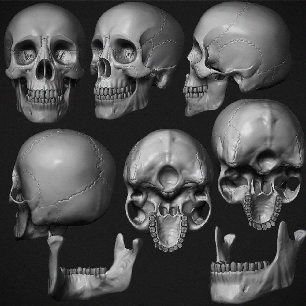 skull WIP 5.jpg