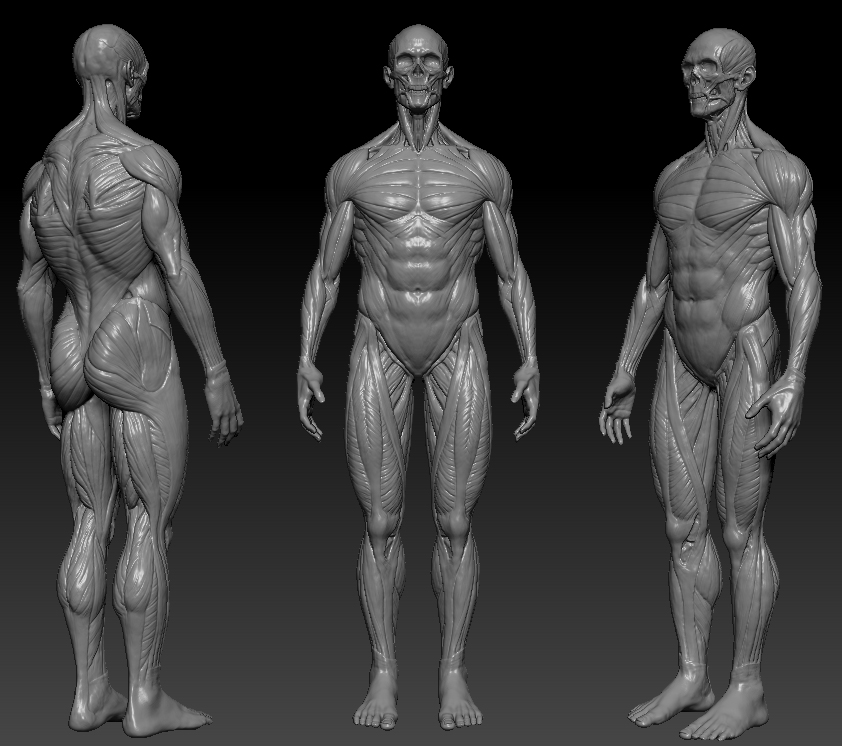 Male Anatomy_ZBrush01.jpg