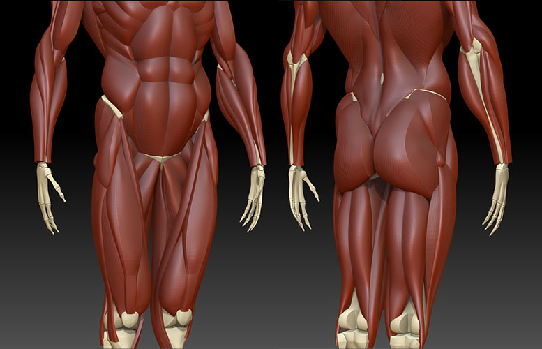 muscles05.jpg