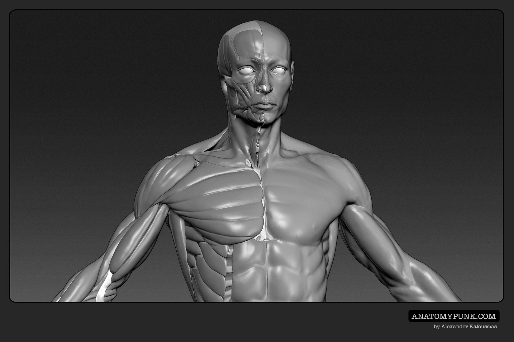 Muscles16_anatomypunk.jpeg