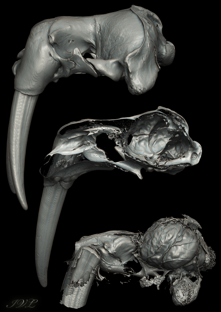 walrus CT.jpg