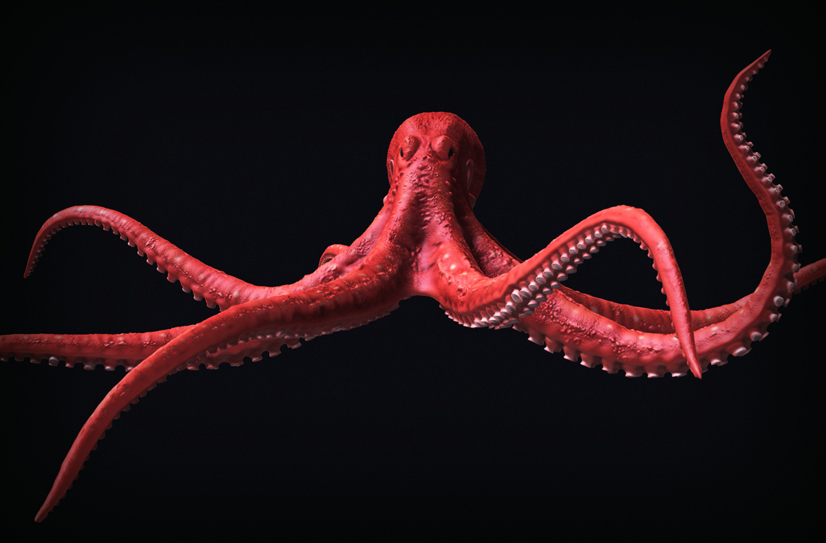 octopus1.jpg