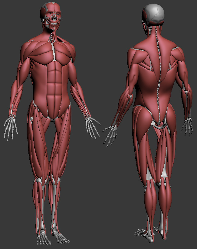 anatomy-studyUpdate02.JPG