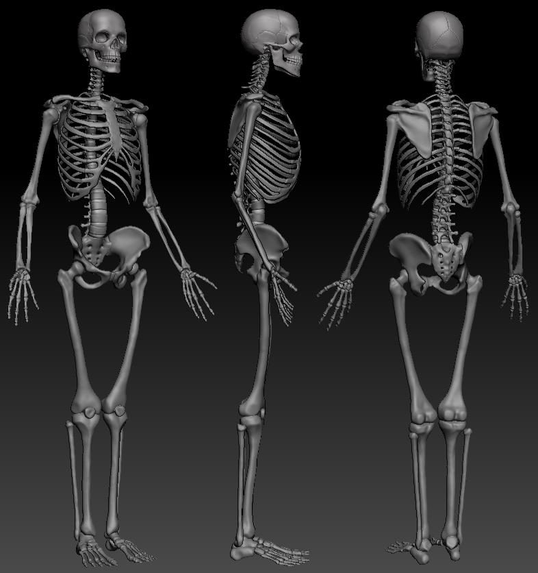 skeleton-update.JPG