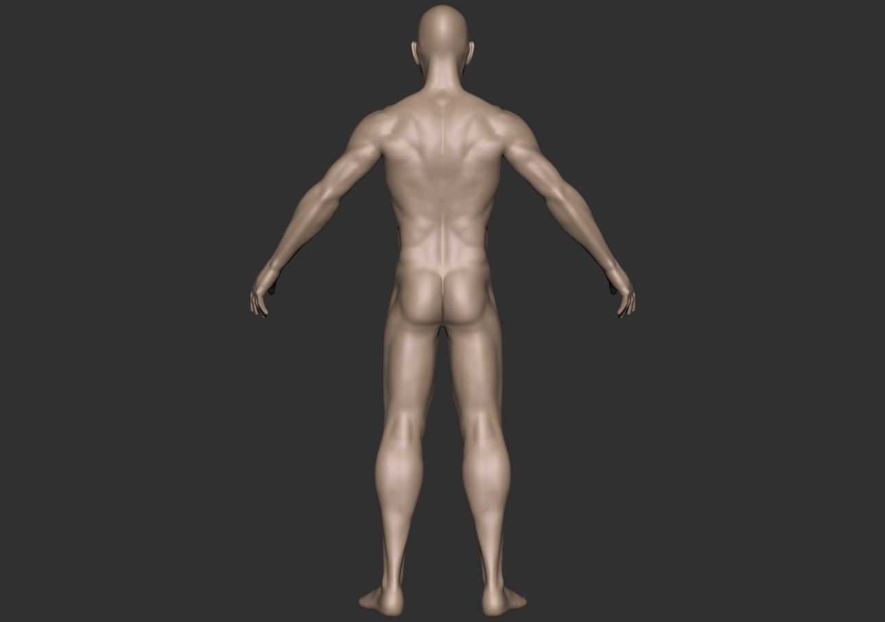 male anatomy_back.jpg