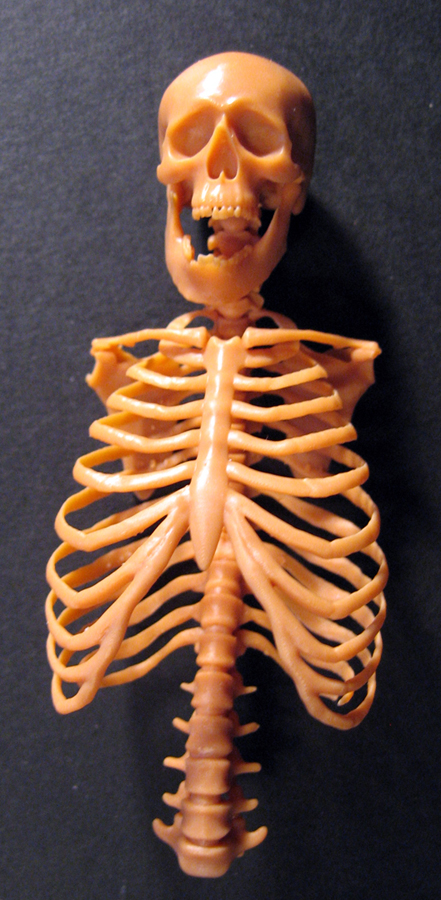 positioned skeleton recaled.jpg