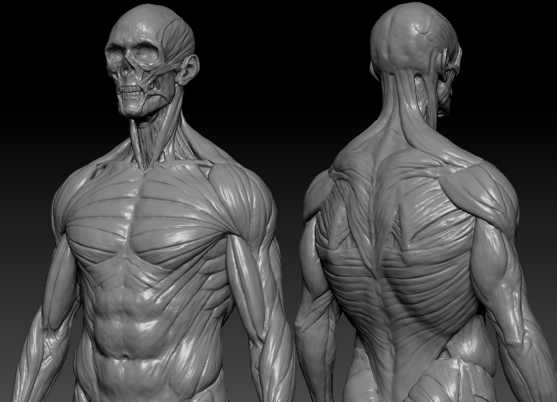Male Anatomy_ZBrush02.jpg