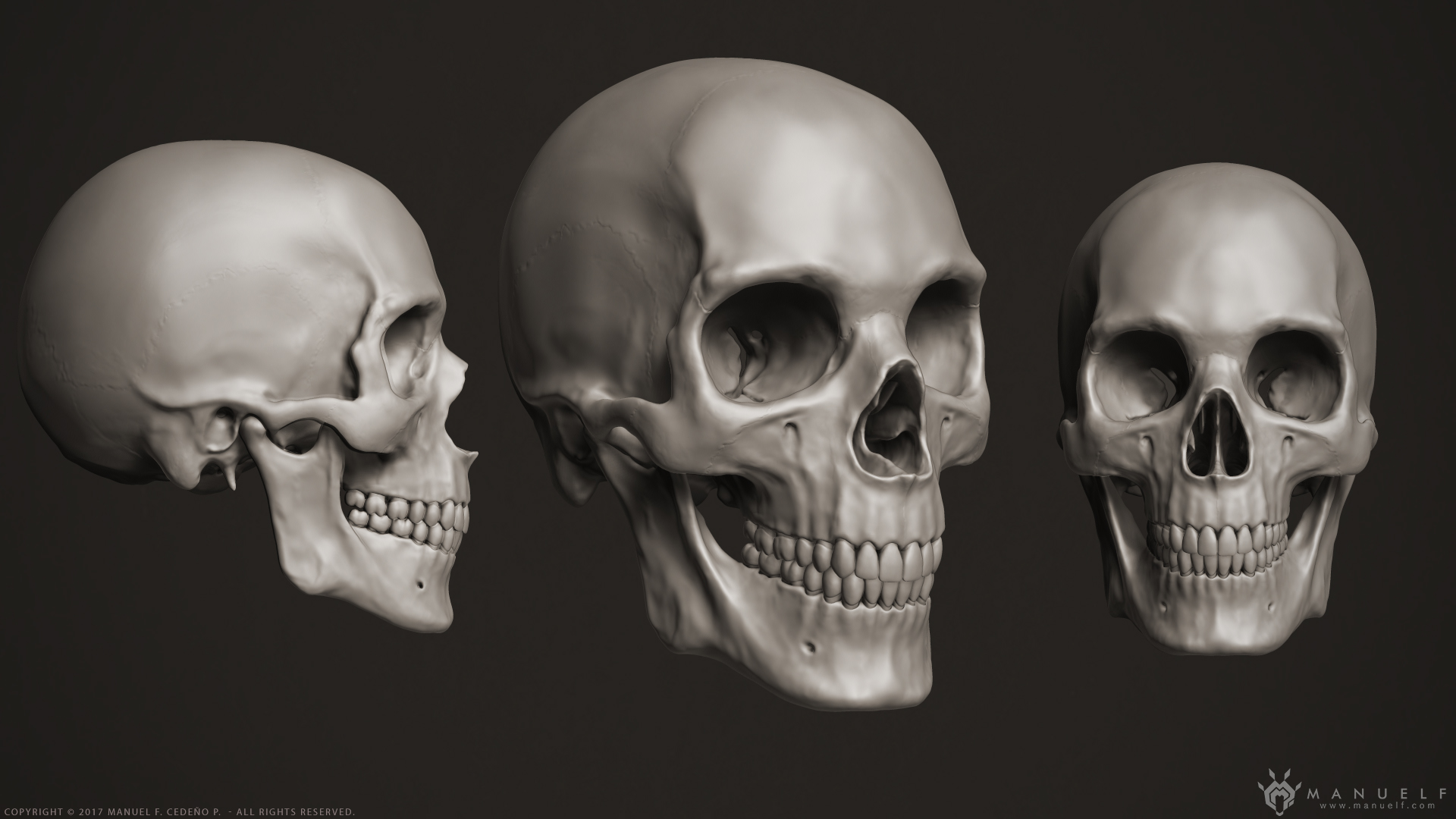 manuelf3d_Human_Skeleton_3D_Skull.jpg