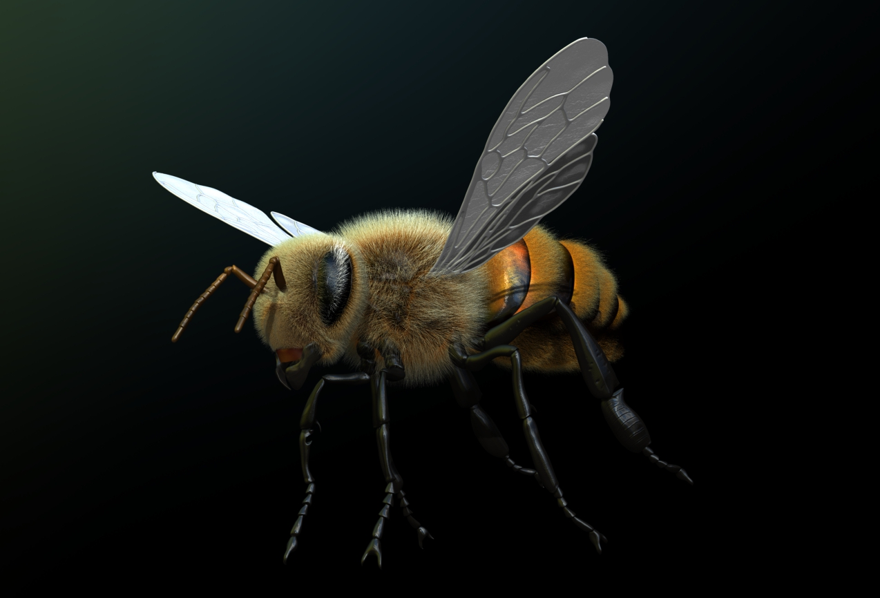 fluffier bee.jpg