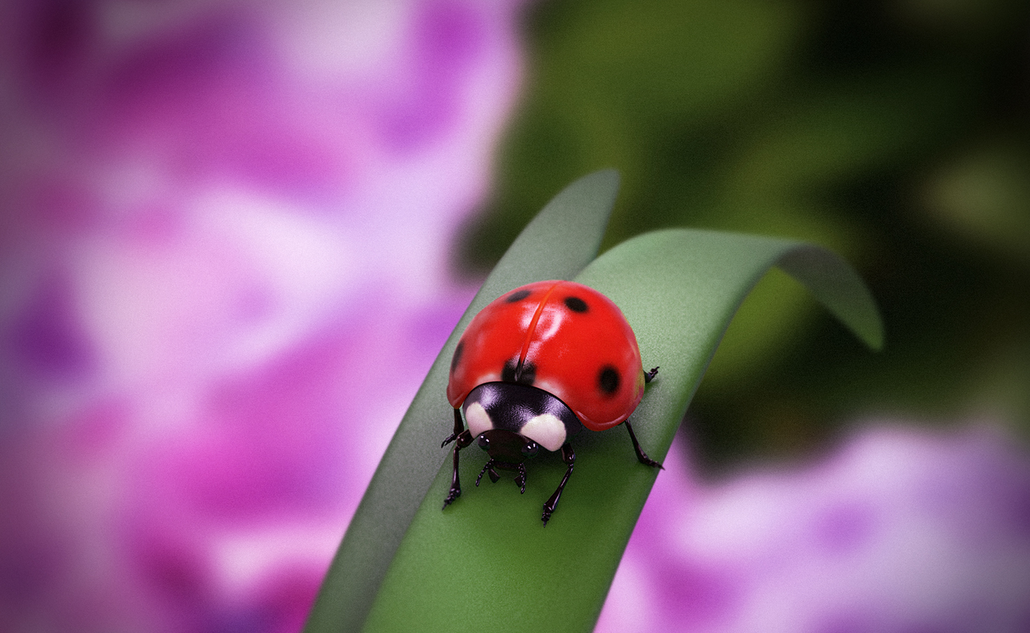 ladybug_03.jpg
