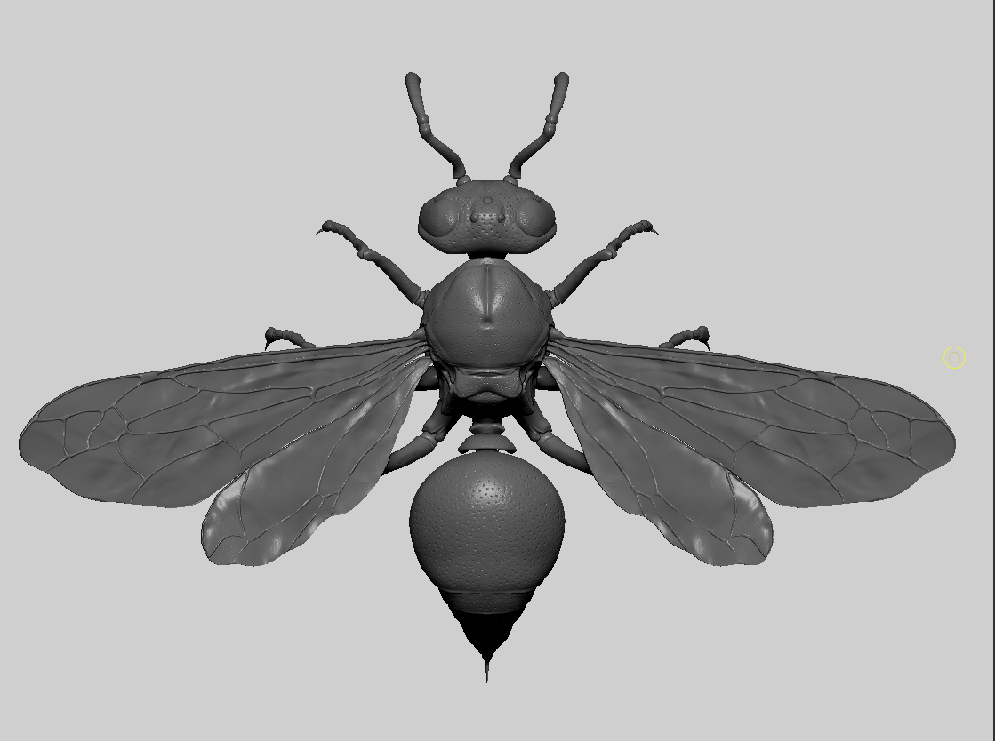 waspZB2.jpg