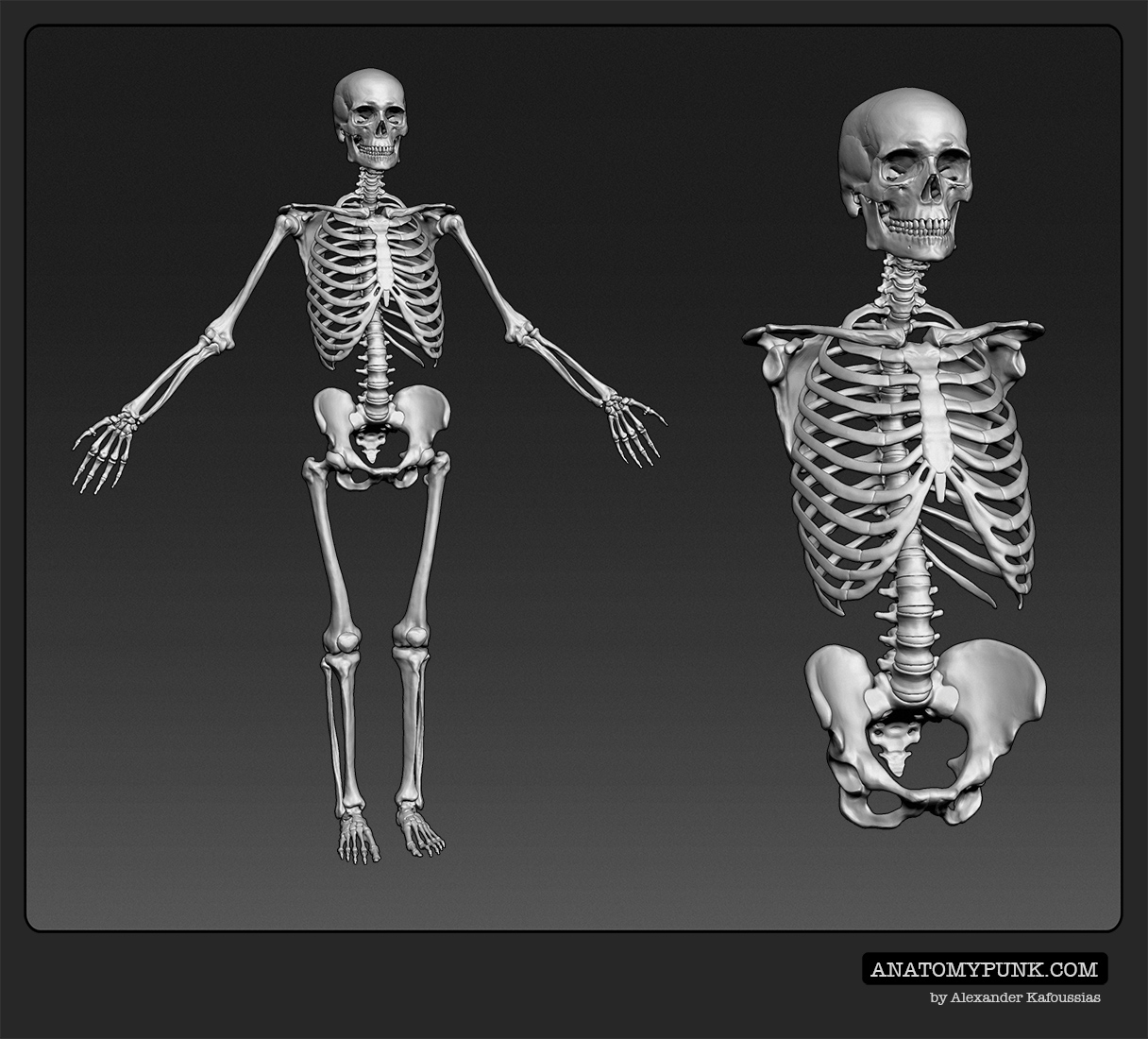 Skeleton2_anatomypunk.jpeg