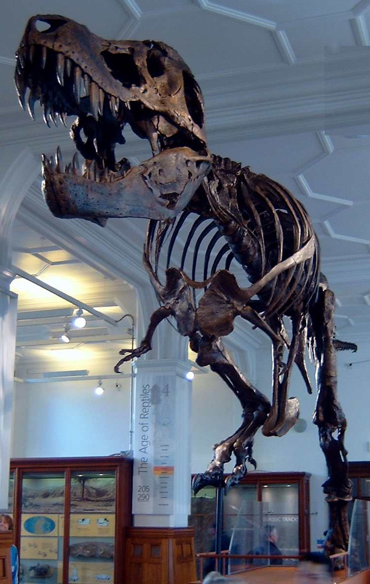 Stan_the_Trex_at_Manchester_Museum.jpg