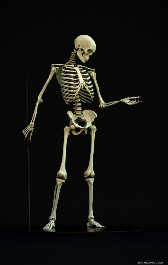 Skeleton Study - ZBrushCentral
