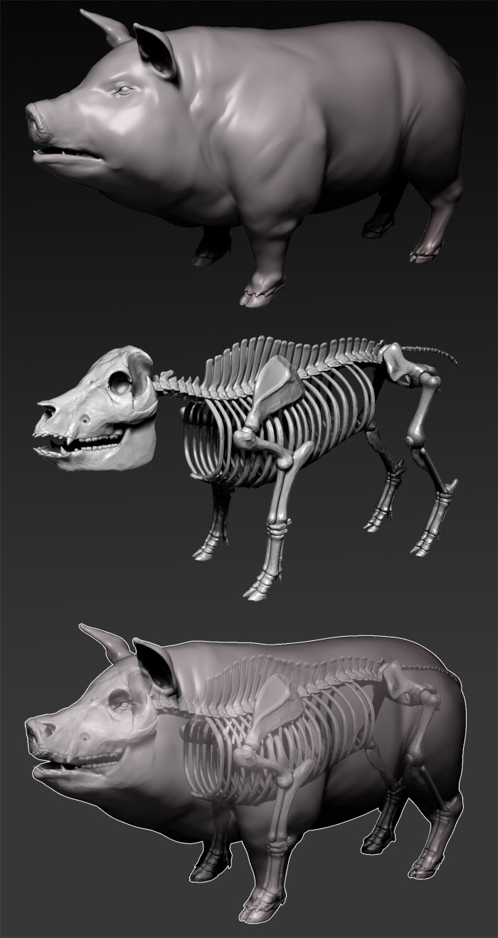 Pig anantomy study.jpg