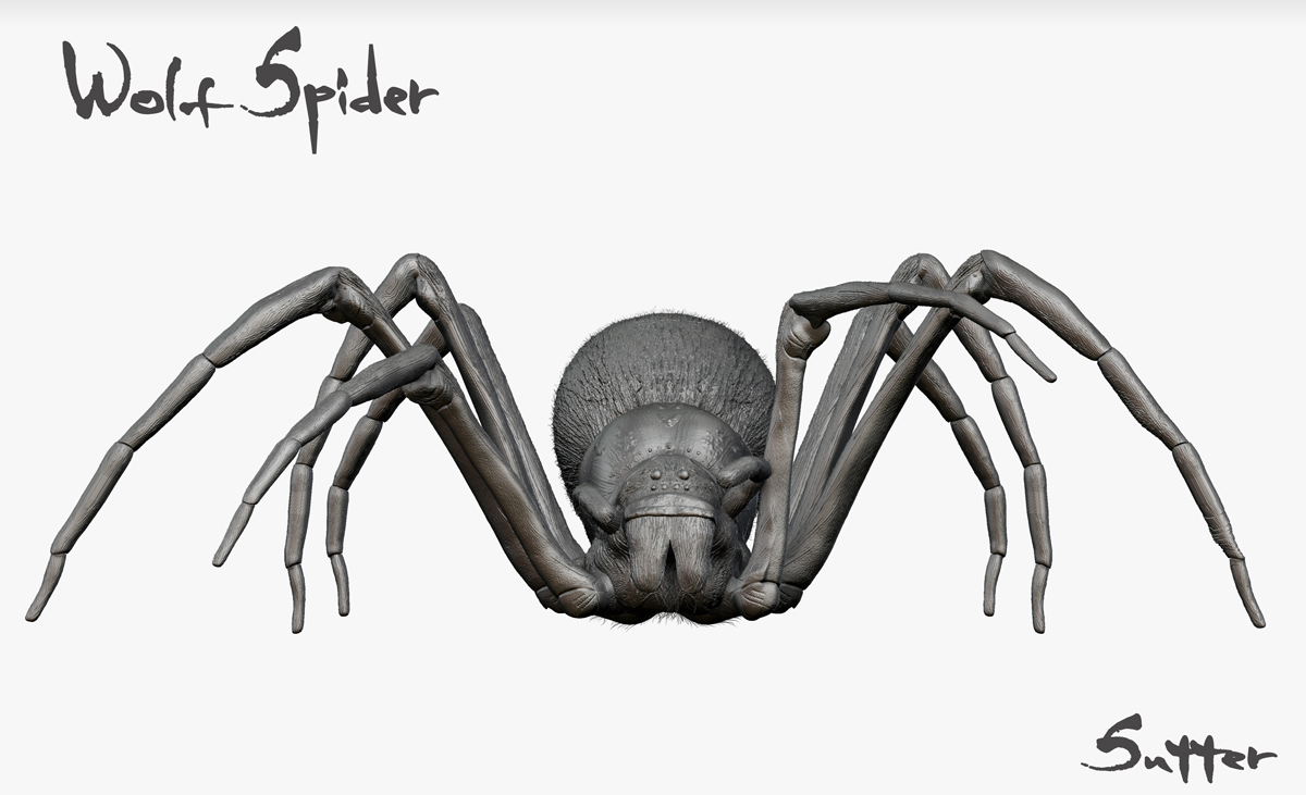 Wolf Spider - ZBrushCentral Wolf Spider - ZBrushCentral
