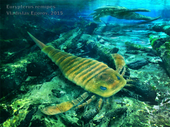 Eurypterus remipes.jpg
