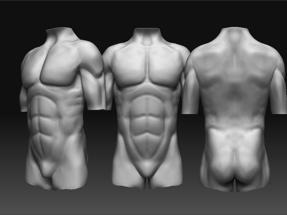 Male_Torso_Stage_2fixed.jpg