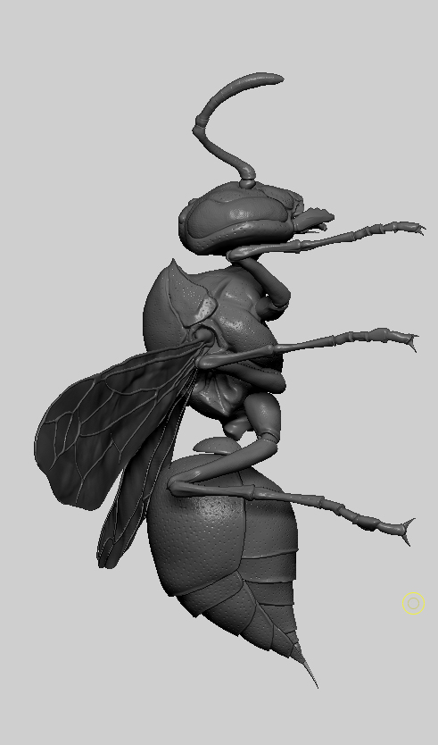 waspZB3.jpg