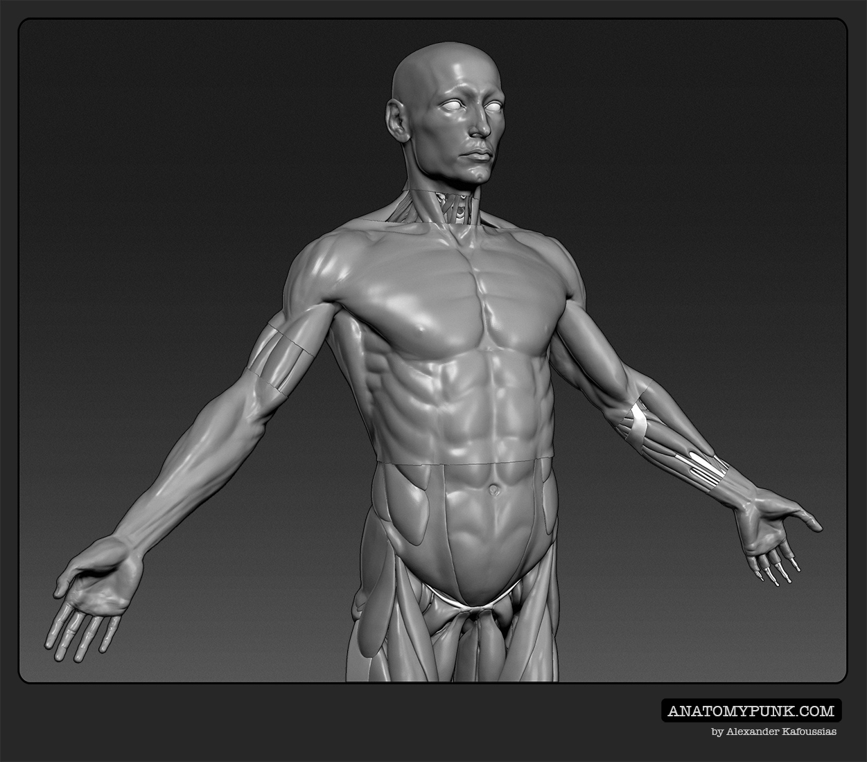 Muscles8_anatomypunk.jpeg