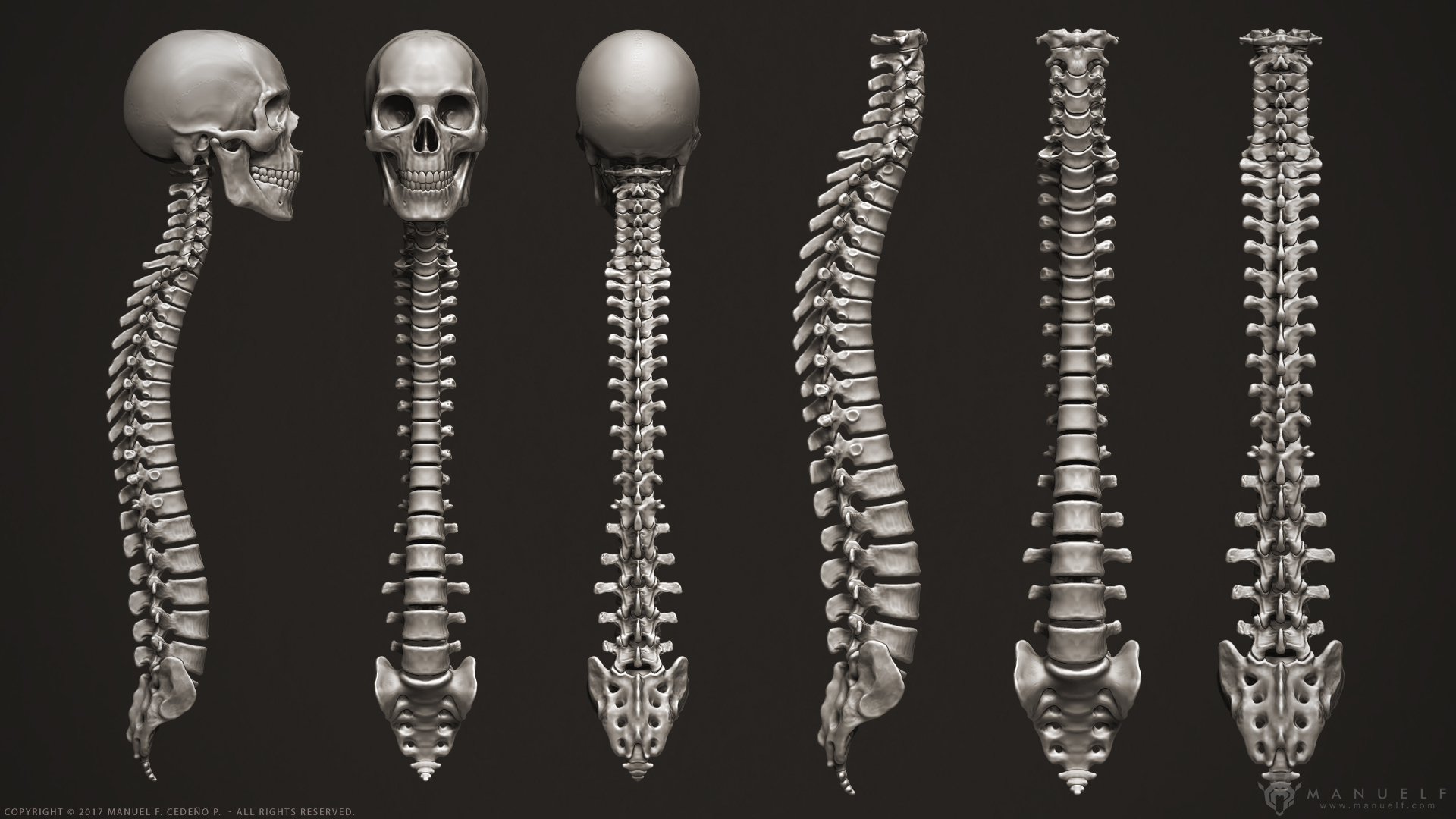 manuelf3d_Human_Skeleton_3D_ColumnVertebrae.jpg