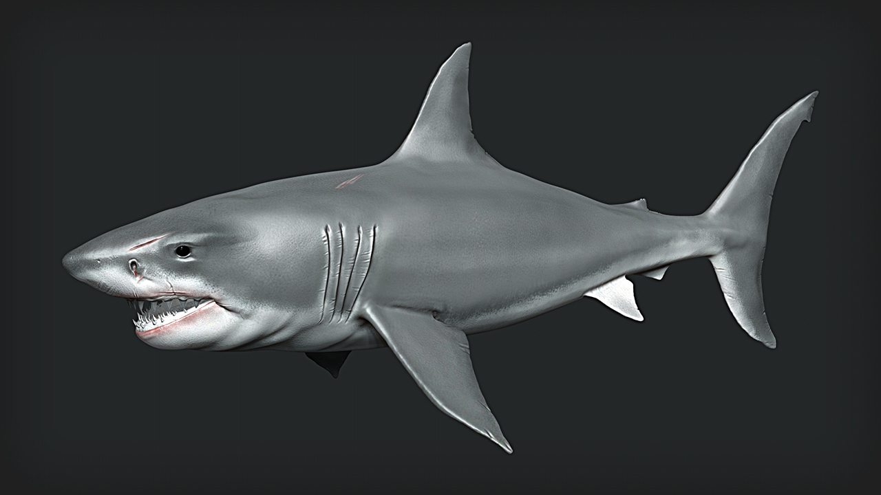 Shark2.jpg