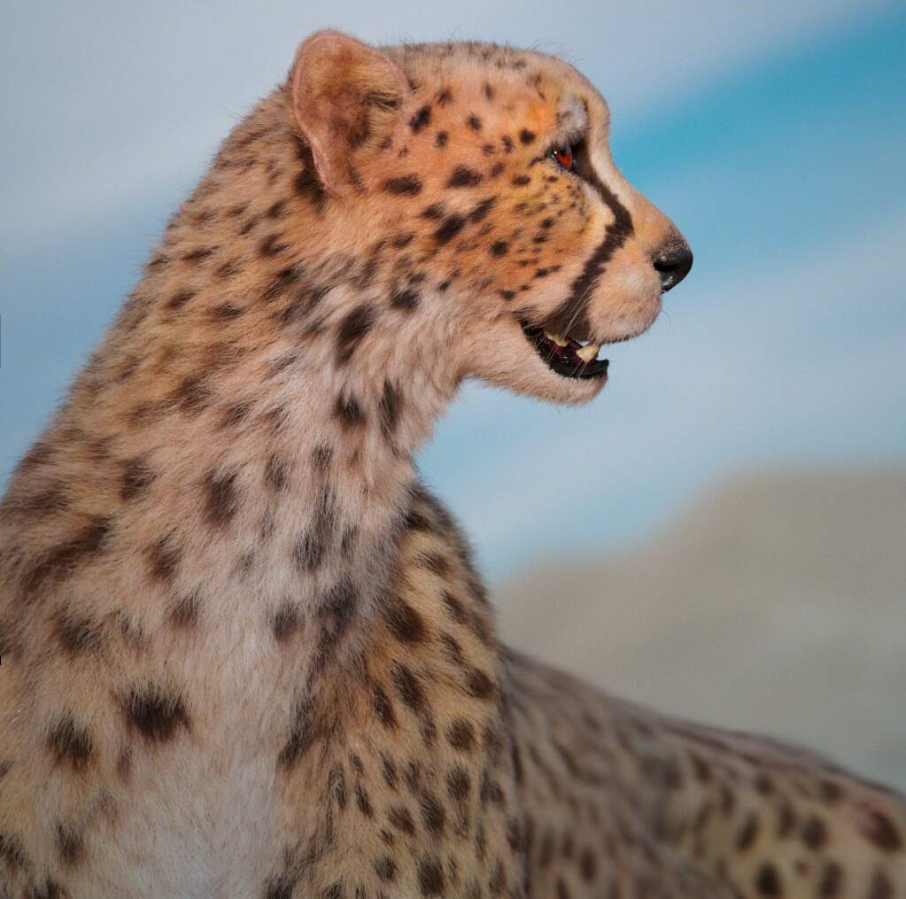 cheetah03.0204