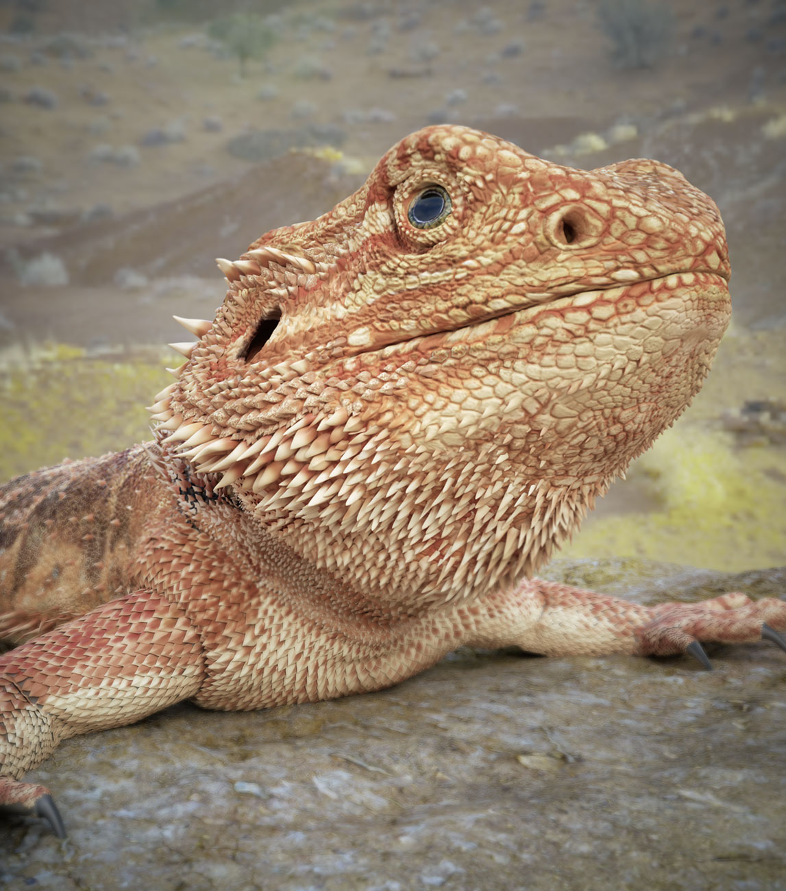 Bearded-Dragon-Beauty6A