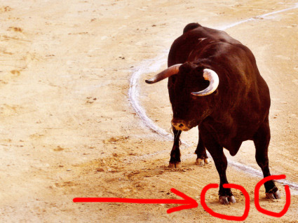 ifwt-bull.jpg